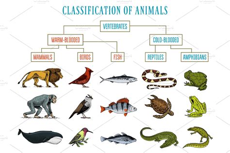 Classification of Animals. Reptiles amphibians mammals birds. Crocodile ...