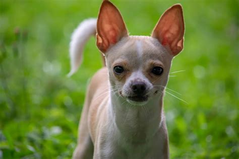 How Long Do Chihuahuas Live? Which Ones Live Longest? | Superb Dog