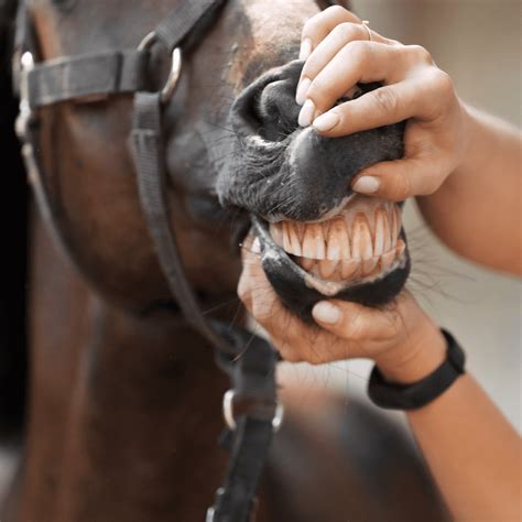 The horse's teeth: dental problems and tips - HorseFlex