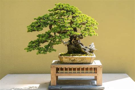 Spruce Bonsai Tree - A-Z Animals