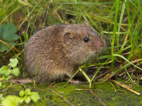 Voles Trapping & Removal in Virginia - Professional Pest Control