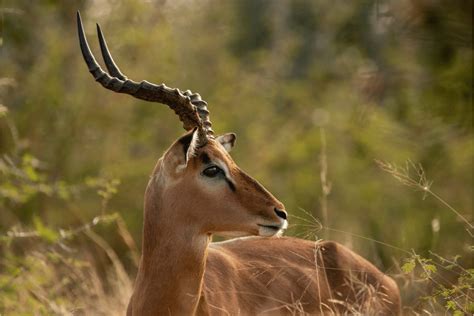 Impala Facts - CRITTERFACTS