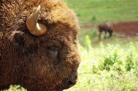 bison grazing in field | Animal Stock Photos ~ Creative Market