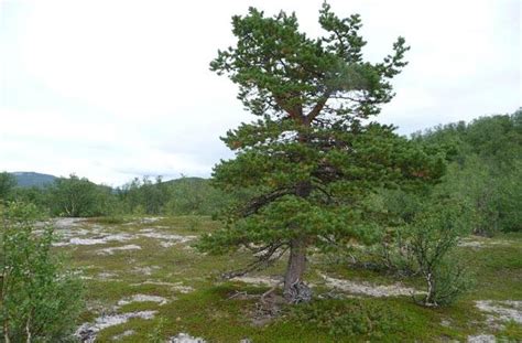 NASA: 30 years of global warming brings trees to the tundra - UPI.com