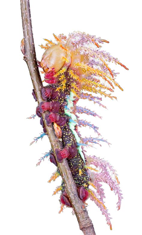 Saturniidae Moth Caterpillar : r/cutouts