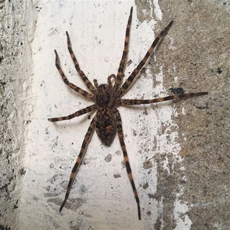 Another wolf spider in VA, this one beer-bottle brown and hiding in my ...