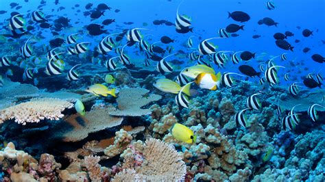 Coral reef ecosystems | National Oceanic and Atmospheric Administration