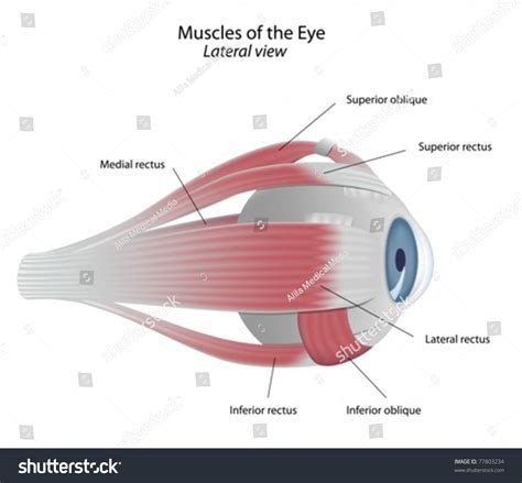 Extrinsic Muscles Eye Stock Vector 77803234 - Shutterstock