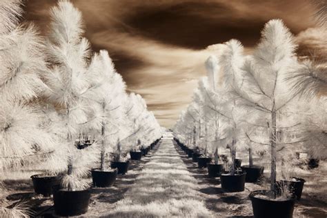 Infrared digital photography with permanently modified DSLR’s | UPA Gallery