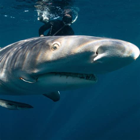 Sharks Of Florida | Shark Tours FL