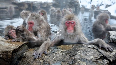 The Story Behind Japan’s Bathing Monkeys - The New York Times