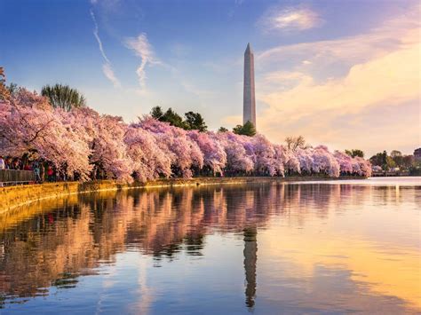 Enjoy Washington DC’s cherry blossom festival from your home | Times of ...