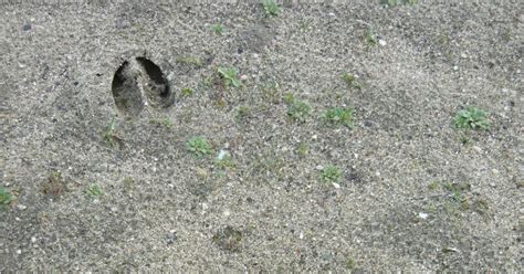 Tracks & Signs: More Roe Deer Tracks