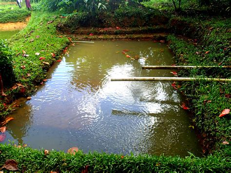 Tilapia pond, Solomon Islands. Photo by Sharon Suri, 2013.… | Flickr