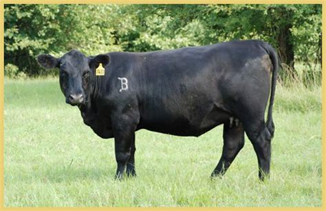 Angus Cattle – Butler Farms – Home of Great Cebu and Angus Cattle