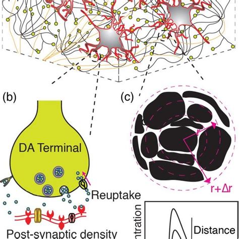 Schematic of dopamine model. (a) Dorsal striatum with medium spiny ...