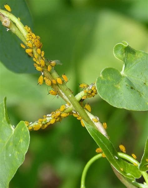 Garden Aphids Control Methods - A Complete Guide | Gardening Tips