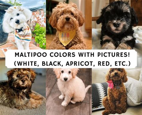 There are several different Maltipoo colors: White Maltipoo, Black ...