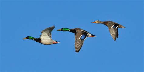 Free photo: Mallard Ducks Flying - Animal, Bird, Duck - Free Download ...