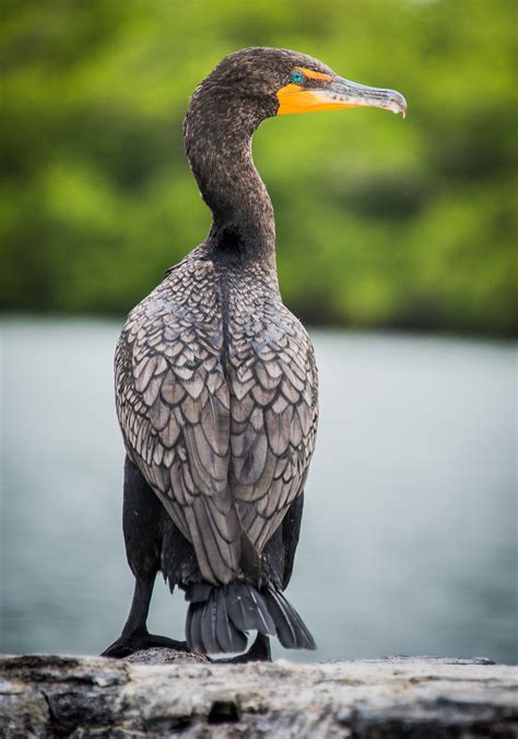 Double-crested Cormorant (Phalacrocorax auritus) - The Lazy Naturalist ...