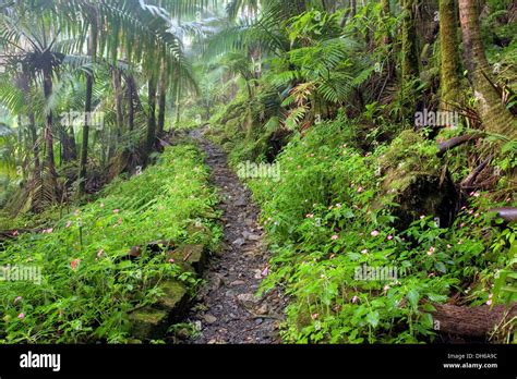 Trail through rain forest, El Yunque (Caribbean National Forest ...