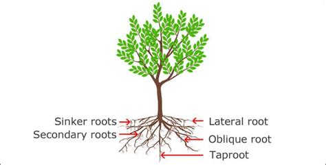 trees with non invasive roots india - Twanda Grogan