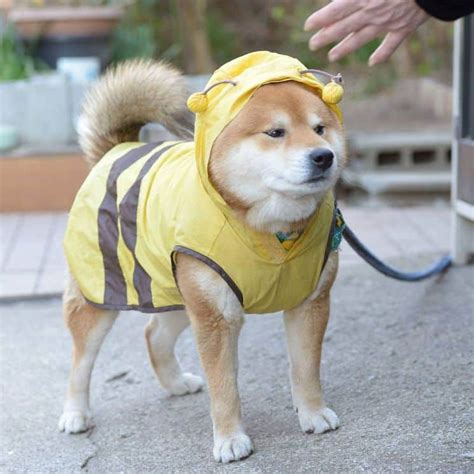 88+ Shiba Inu Costume For Humans - l2sanpiero