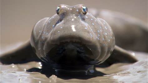 Animal Misfits | Mudskippers Search for a Meal | Nature | PBS