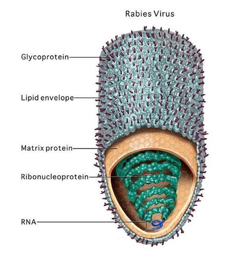 Rabies virus | Microbiology | Pinterest