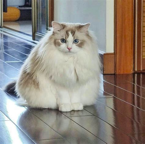 Fluffiest Cat Breeds: 5 Cat Breeds That Remind You Of Cotton - BSB