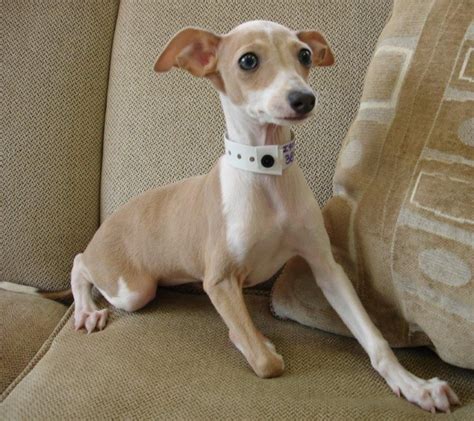 italian greyhound | Italian Greyhound Puppies For Sale | New Jersey ...