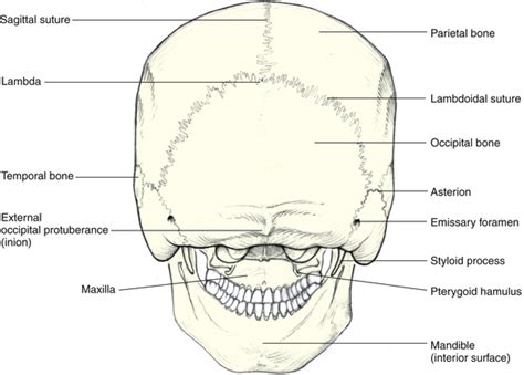 Posterior Skull Anatomy