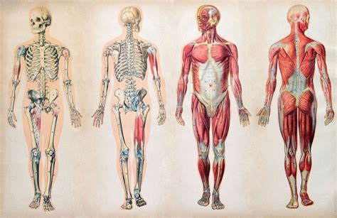 Human body | Organs, Systems, Structure, Diagram, & Facts | Britannica