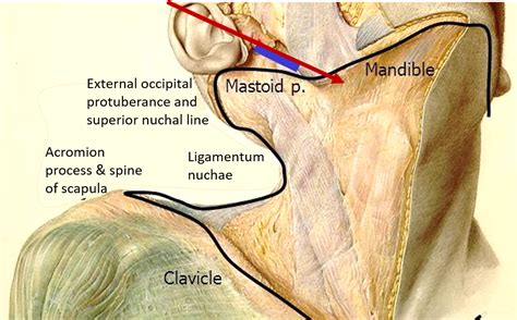 Deep Cervical Fascia – Anatomy QA