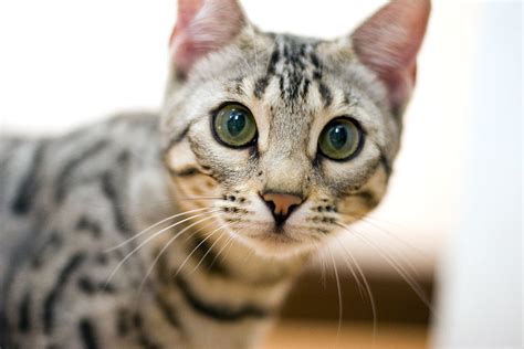 Silver Bengal Cat | Watchcaddy | Flickr