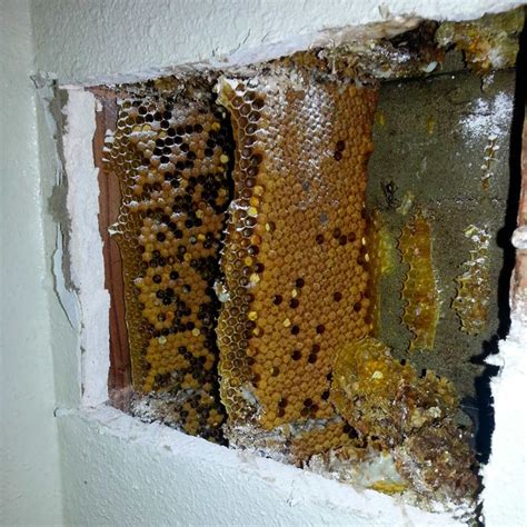 Why Do Some Old Homes Have a Beehive Built Into a Wall? | Family Handyman