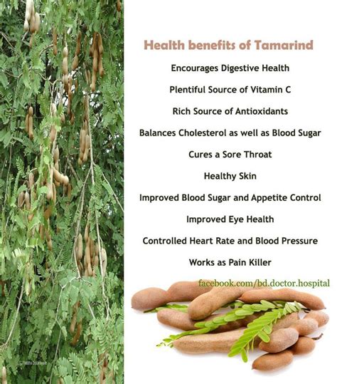 Pin by Lita Rhai on F.Y.I ^^ | Tamarind health benefits, Herbs for ...