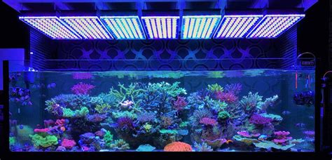 The 7 Best LED Aquarium Lighting - Fish Tank Lights Guide 2019