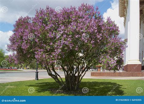 Lilac bush stock image. Image of flower, garden, violet - 21622823