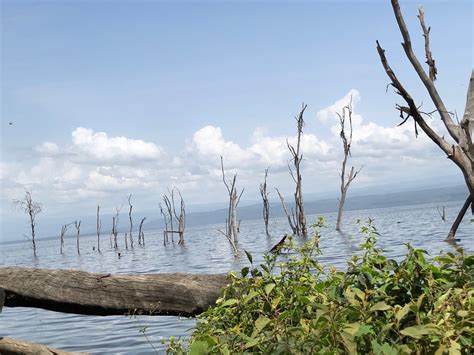 Flamingos of Lake Nakuru? – A Nakuru-tó flamingói? – FloorCookies