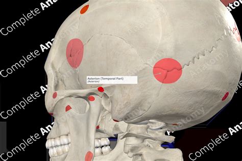 Asterion (Temporal Part) | Complete Anatomy