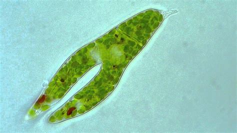 Euglena - Longitudinal binary fission - YouTube