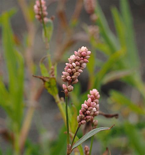 Polygonaceae Eriogonum - Polygonum