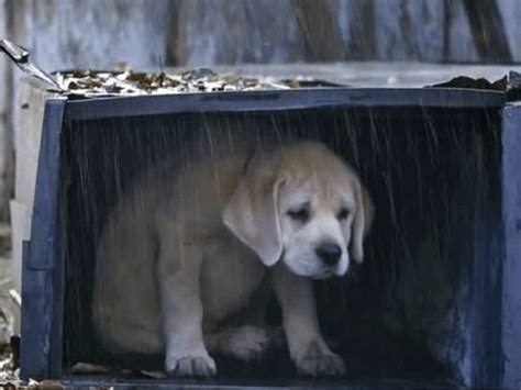 Sad Puppy Png - Clip Art Library