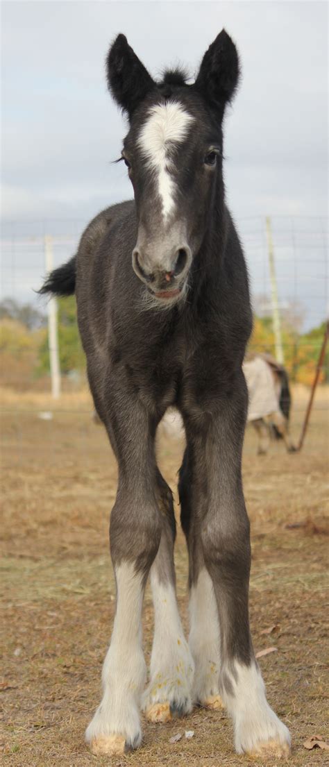 Pin by Victor Jurado on Horses, Ponies & Donkeys (CLOSED) | Baby horses ...