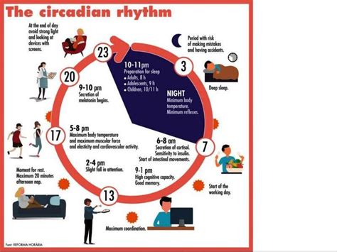 A circadian rhythm acts something like an internal timer that ...