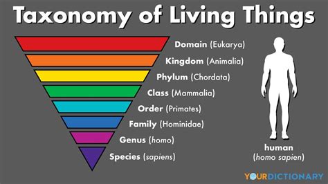 Classification of Living Things: Basic Taxonomy Explained | YourDictionary