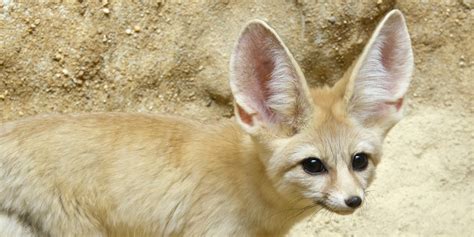 Fennec fox | Smithsonian's National Zoo and Conservation Biology Institute