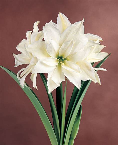 Plants to know and grow: Amaryllis - nj.com