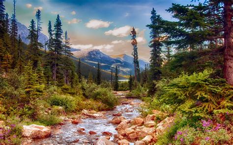 Alaska Landscape Nature Mountain Stream Pine Trees Spring Flowers ...